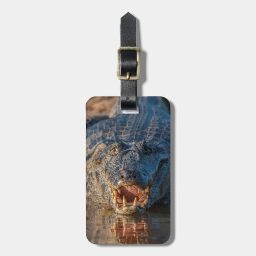 Caiman shows its teeth Brazil Luggage Tag