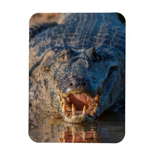 Caiman shows its teeth Brazil Magnet