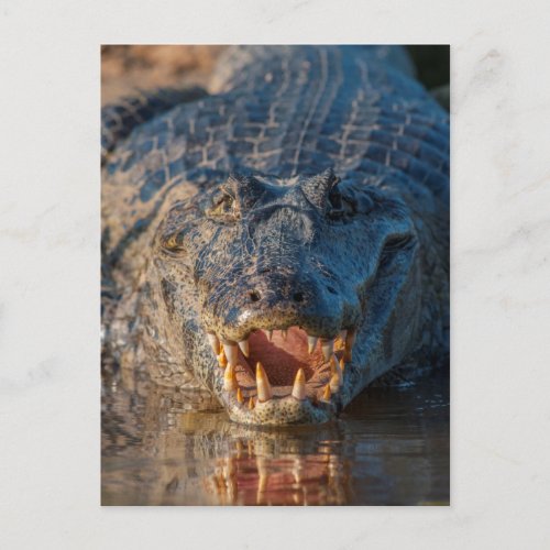 Caiman shows its teeth Brazil Postcard