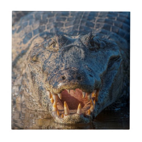 Caiman shows its teeth Brazil Tile