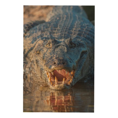 Caiman shows its teeth Brazil Wood Wall Decor