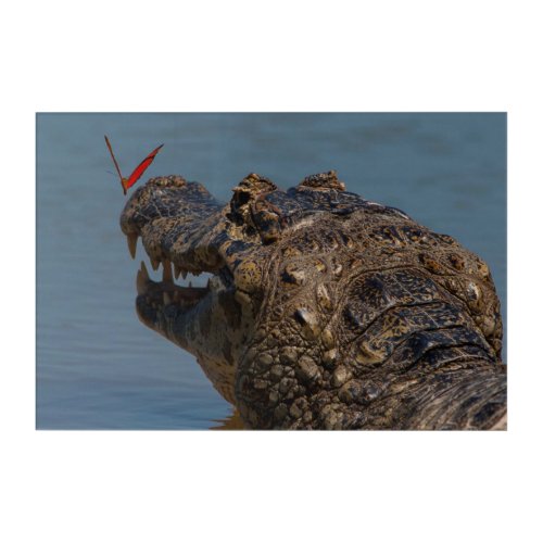 Caiman with a butterfly Brazil Acrylic Print