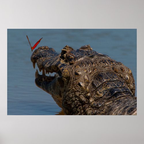 Caiman with a butterfly Brazil Poster