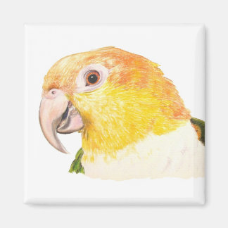 caique magnet