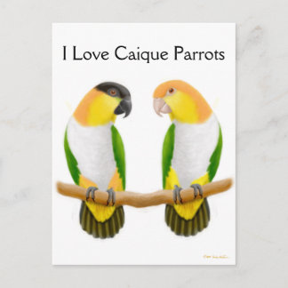 Caique Parrot Love Postcard