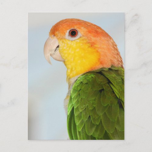 Caique Parrot Postcard