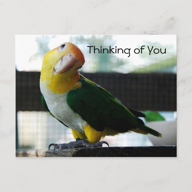 Caique Postcard (Front)