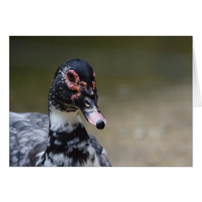 Cairina moschata domestica (Front Horizontal)