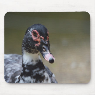 Cairina moschata domestica mouse pad