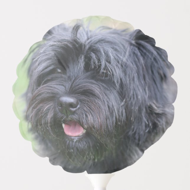 Cairn  balloon (Front)