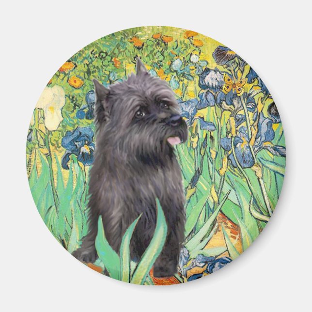Cairn (Brindle 17) - Irises Magnet (Front)