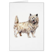 Cairn Terrier (Front)