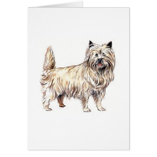 Cairn Terrier (Front)