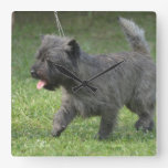 cairn-terrier-2.jpg square wall clock