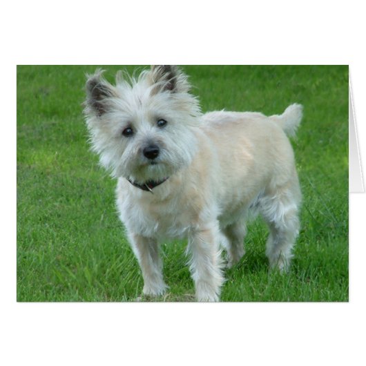 Cairn Terrier Cards (Front Horizontal)