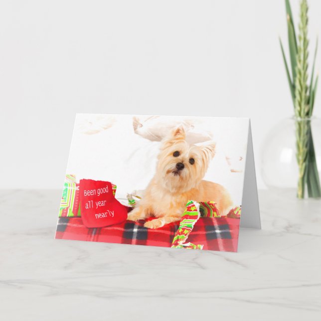 Cairn Terrier Christmas Card (Front)