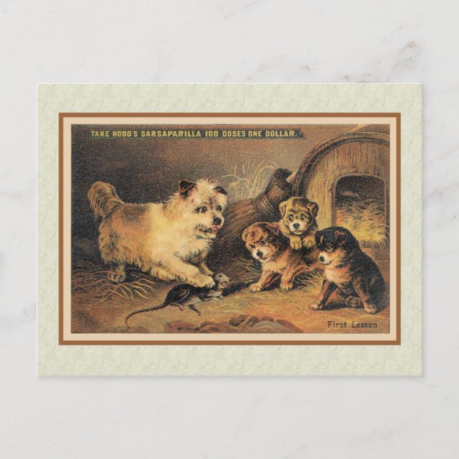 Cairn Terrier Dog and Her Puppies Postcard (Front)