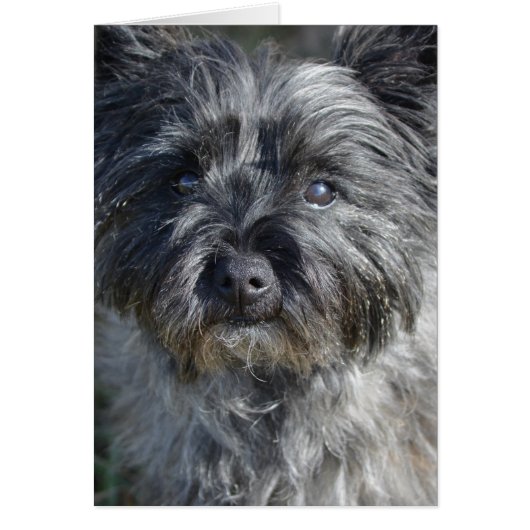 Cairn Terrier Dog Cards (Front)