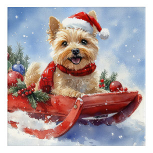 Cairn Terrier Dog in Sledge Let it Snow Christmas Acrylic Print