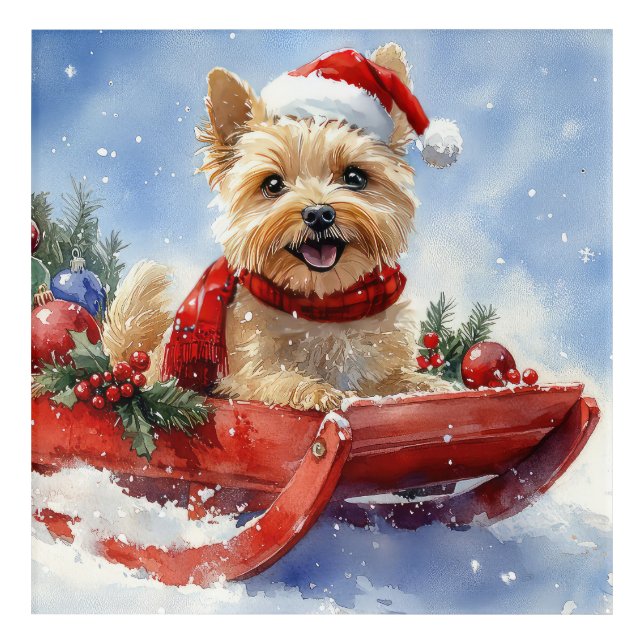 Cairn Terrier Dog in Sledge Let it Snow Christmas Acrylic Print (Front)