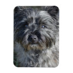 Cairn Terrier Face Magnet