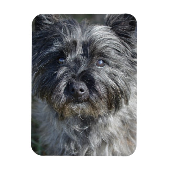 Cairn Terrier Face Magnet (Vertical)