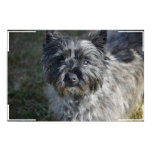 Cairn Terrier Face Poster