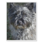 Cairn Terrier Face Temporary Tattoos
