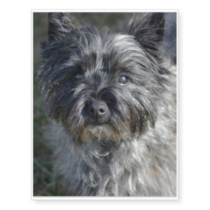 Cairn Terrier Face Temporary Tattoos