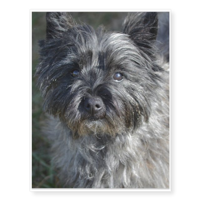 Cairn Terrier Face Temporary Tattoos (Front)