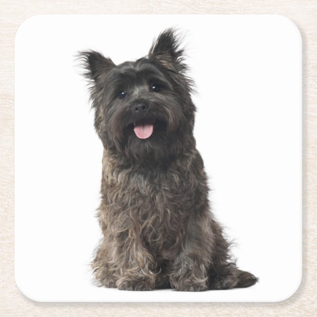 Cairn Terrier Gray Black Puppy Dog Love Square Paper Coaster (Front)