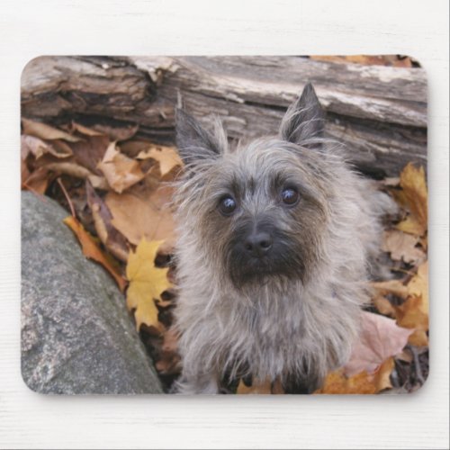Cairn Terrier in Autumn Mousepad