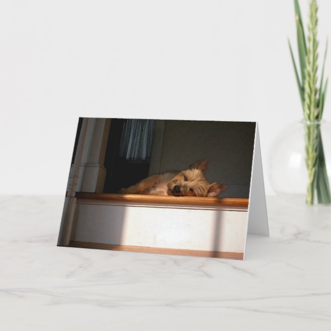 Cairn Terrier In The Sun Blank Greeting Card (Front)