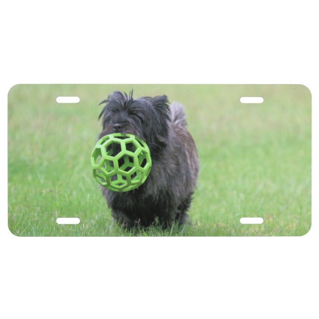 Cairn terrier  license plate (Front)