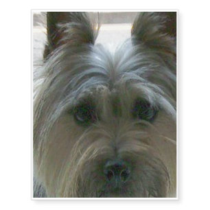 cairn terrier.png temporary tattoos