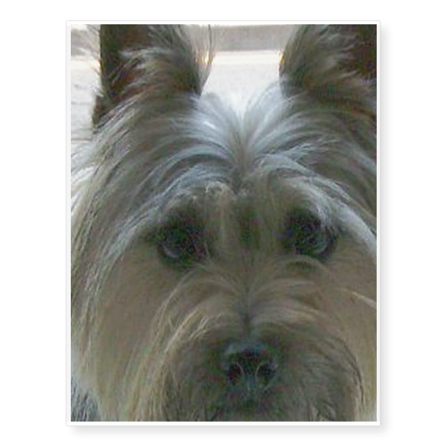 cairn terrier.png temporary tattoos (Front)