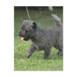 Cairn Terrier Postcard