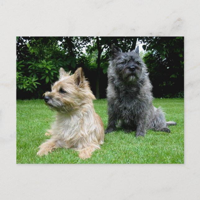 Cairn Terrier Puppy Dog Blank Greeting Post Card (Front)