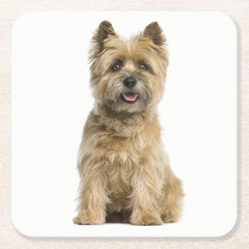 Cairn Terrier Puppy Dog Love Square Paper Coaster