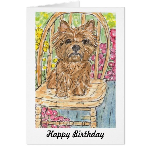 Cairn Terrier sitting in garden birthday card (Front)