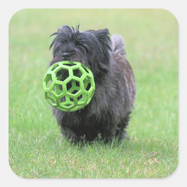 Cairn terrier square sticker (Front)
