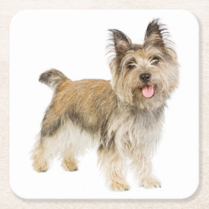Cairn Terrier Tan Cream Black Puppy Dog Love Square Paper Coaster