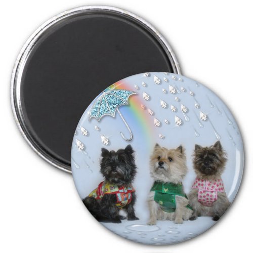 Cairn Terriers in the rain magnet