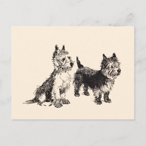 Cairn Terriers Vintage Pen  Ink Postcard