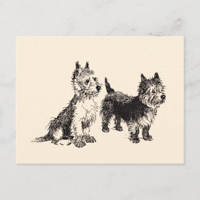 Cairn Terriers Vintage Pen & Ink Postcard (Front)