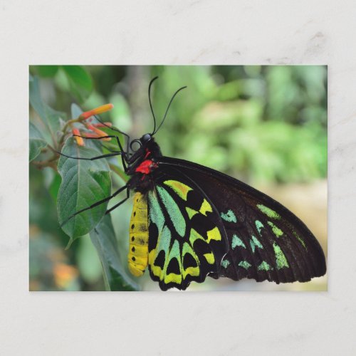Cairns Birdwing Butterfly Photo Postcard