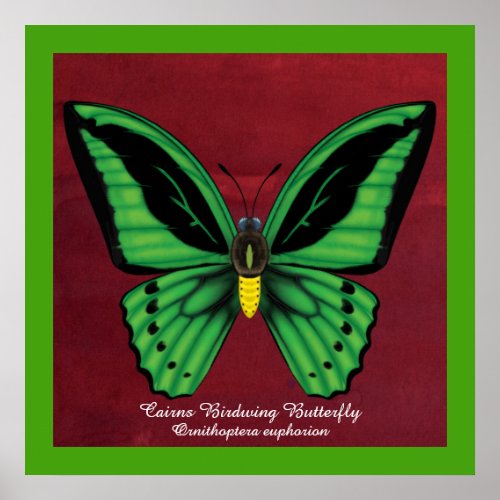Cairns Birdwing Butterfly Poster
