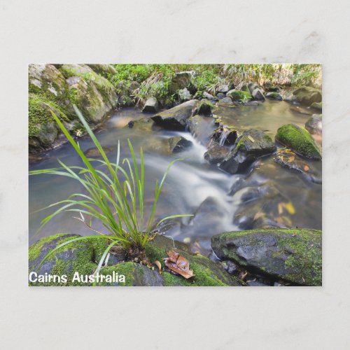 Cairns Forest Australia Post Card
