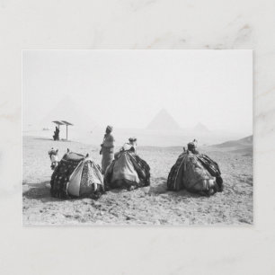 Cairo Egypt, Camel Jockeys Giza Pyramids (NR) Postcard