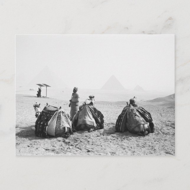 Cairo Egypt, Camel Jockeys Giza Pyramids (NR) Postcard (Front)